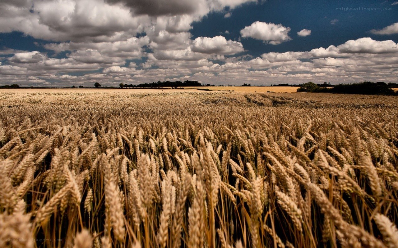 Wheat field under cloudy sky