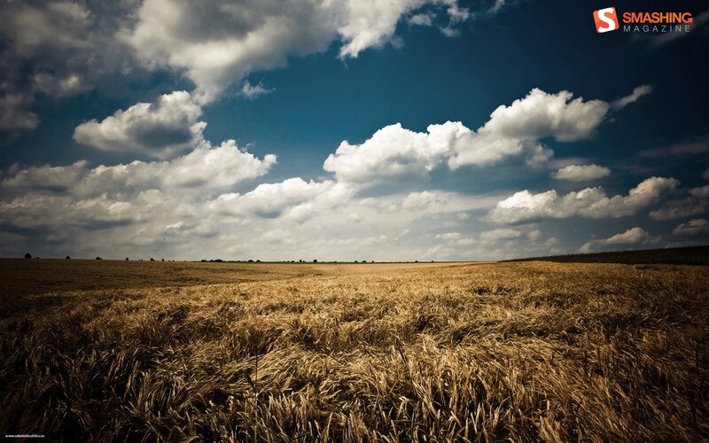 Wheat field under cloudy sky