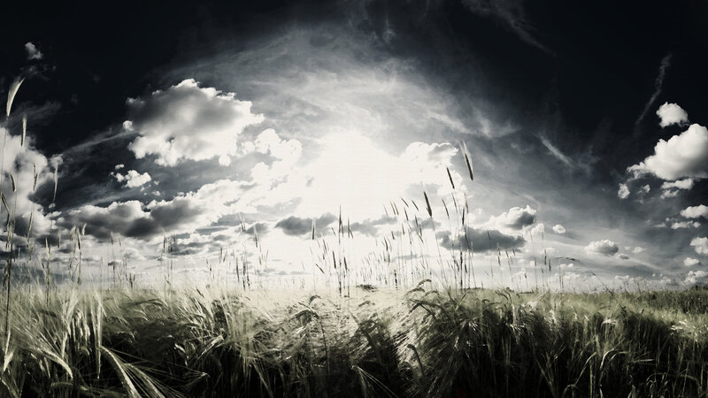 Wheat Field under Cloudy Sky — Black, Dramatic, Afternoon