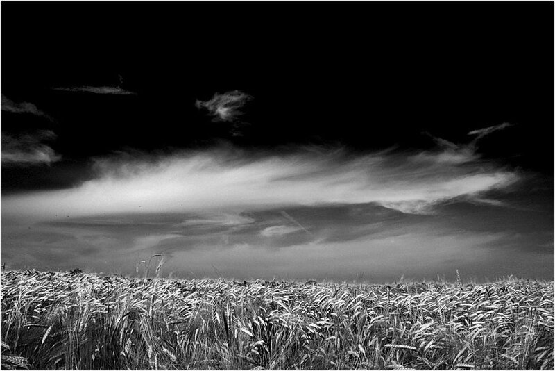 Wheat Field under Cloudy Sky — Black