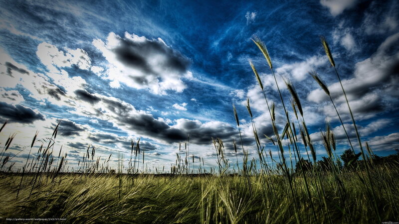 Wheat Field under Cloudy Sky — Blue, Dramatic, Afternoon, Photograph, Clouds, Grass