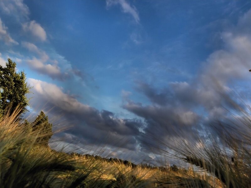 Wheat Field under Cloudy Sky — Blue, Dramatic, Sunset, Photograph, Clouds