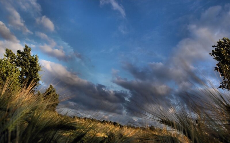 Wheat Field under Cloudy Sky — Blue, Dramatic, Sunset, Photograph, Trees, Clouds