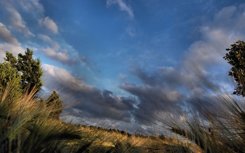 Wheat Field under Cloudy Sky — Blue, Dramatic, Sunset