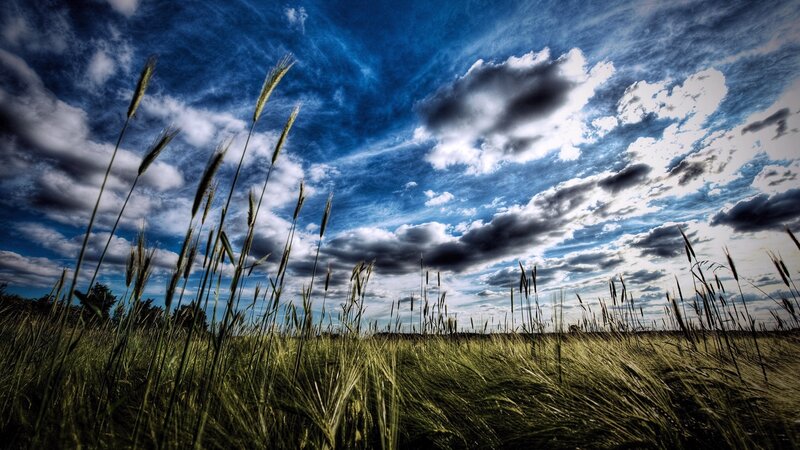 Wheat Field under Cloudy Sky — Blue, Dramatic