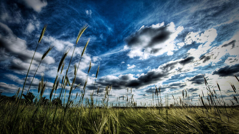 Wheat Field under Cloudy Sky — Blue