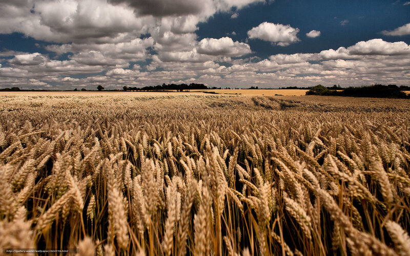 Wheat Field under Cloudy Sky — Brown, Dramatic, Afternoon