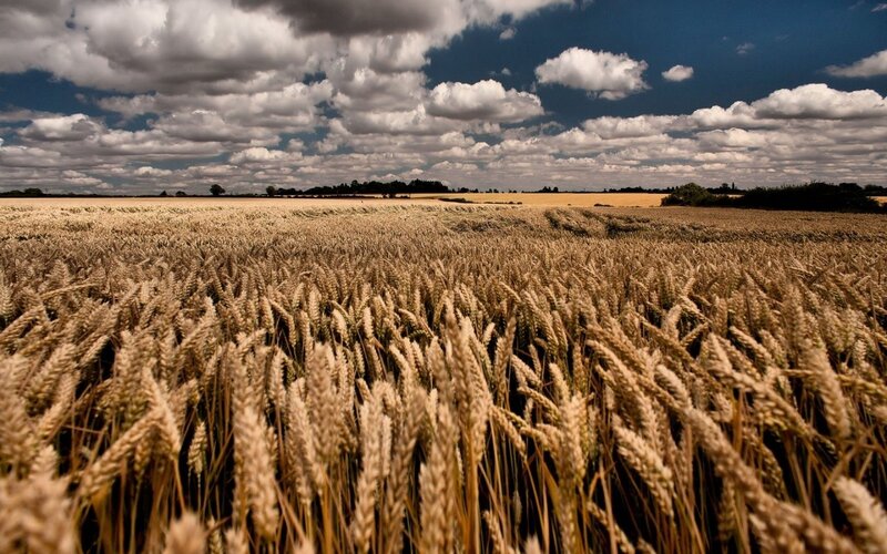 Wheat Field under Cloudy Sky — Brown, Dramatic