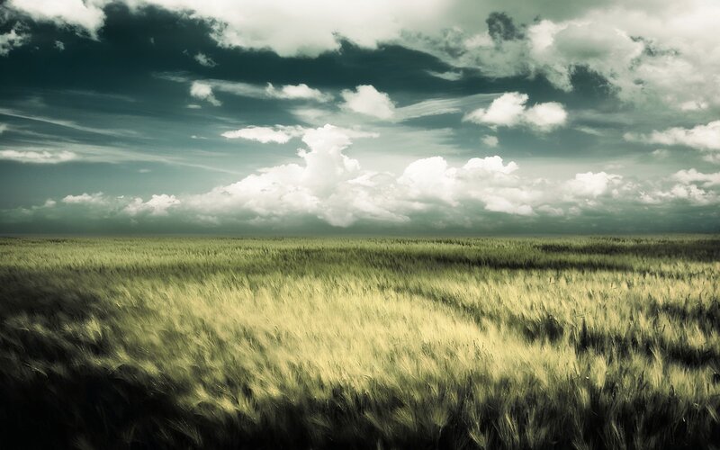 Wheat Field under Cloudy Sky — Green, Dramatic, Afternoon, Photograph, Clouds, Gray, White