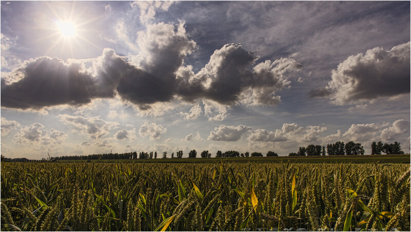 Wheat Field under Cloudy Sky — Green