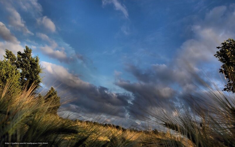 Wheat field under cloudy sky