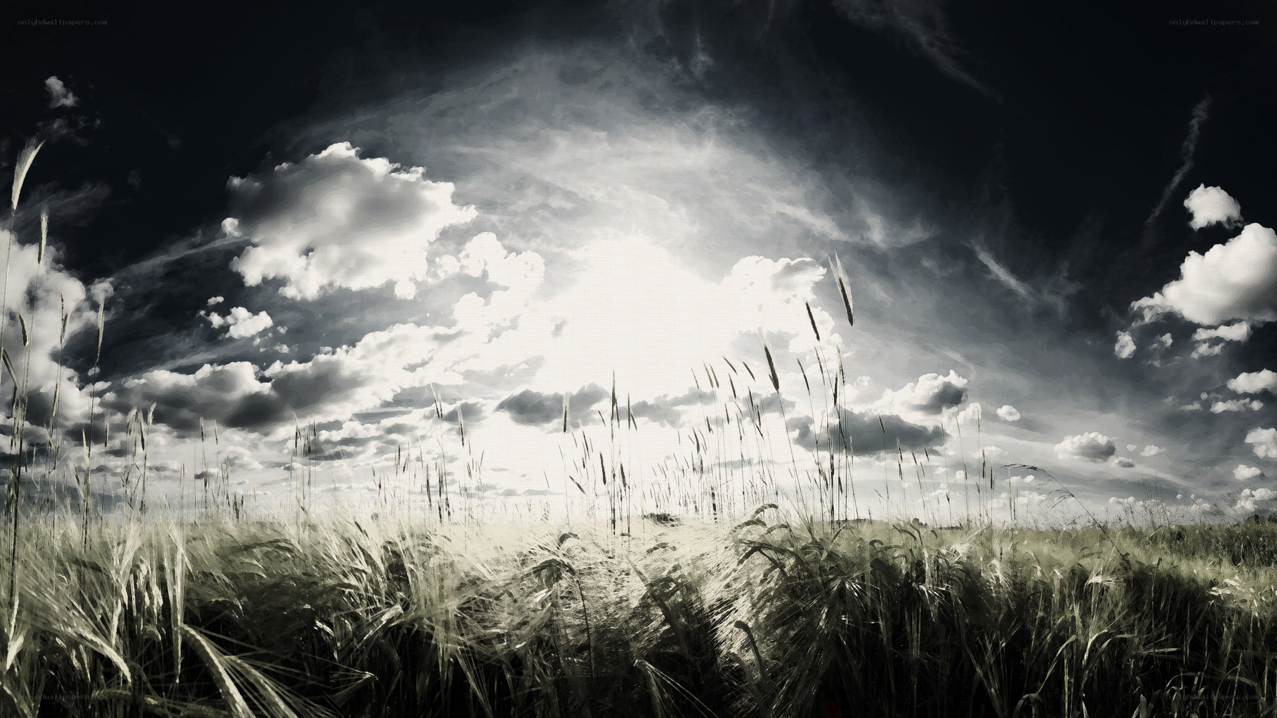 Wheat field under dramatic sky