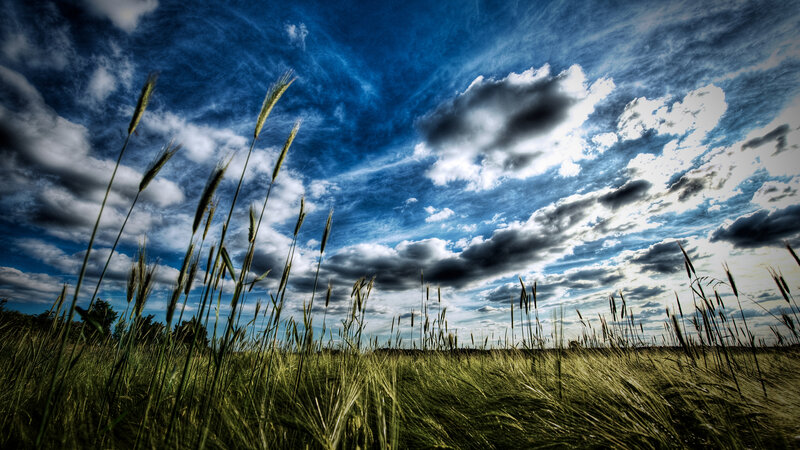 Wheat field under dramatic sky