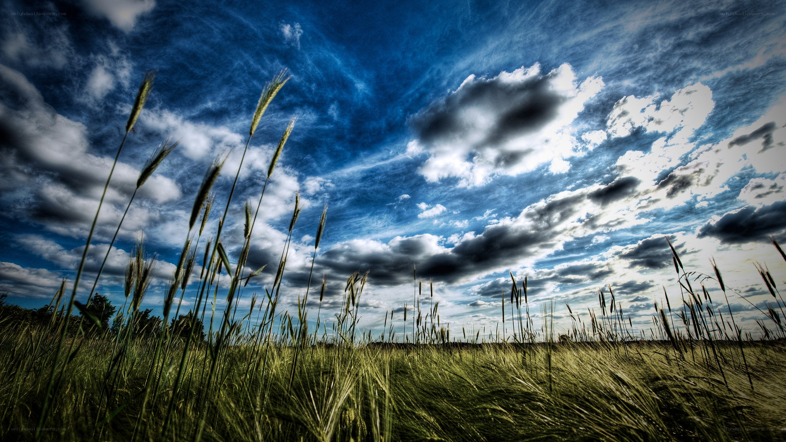 Wheat field under dramatic sky