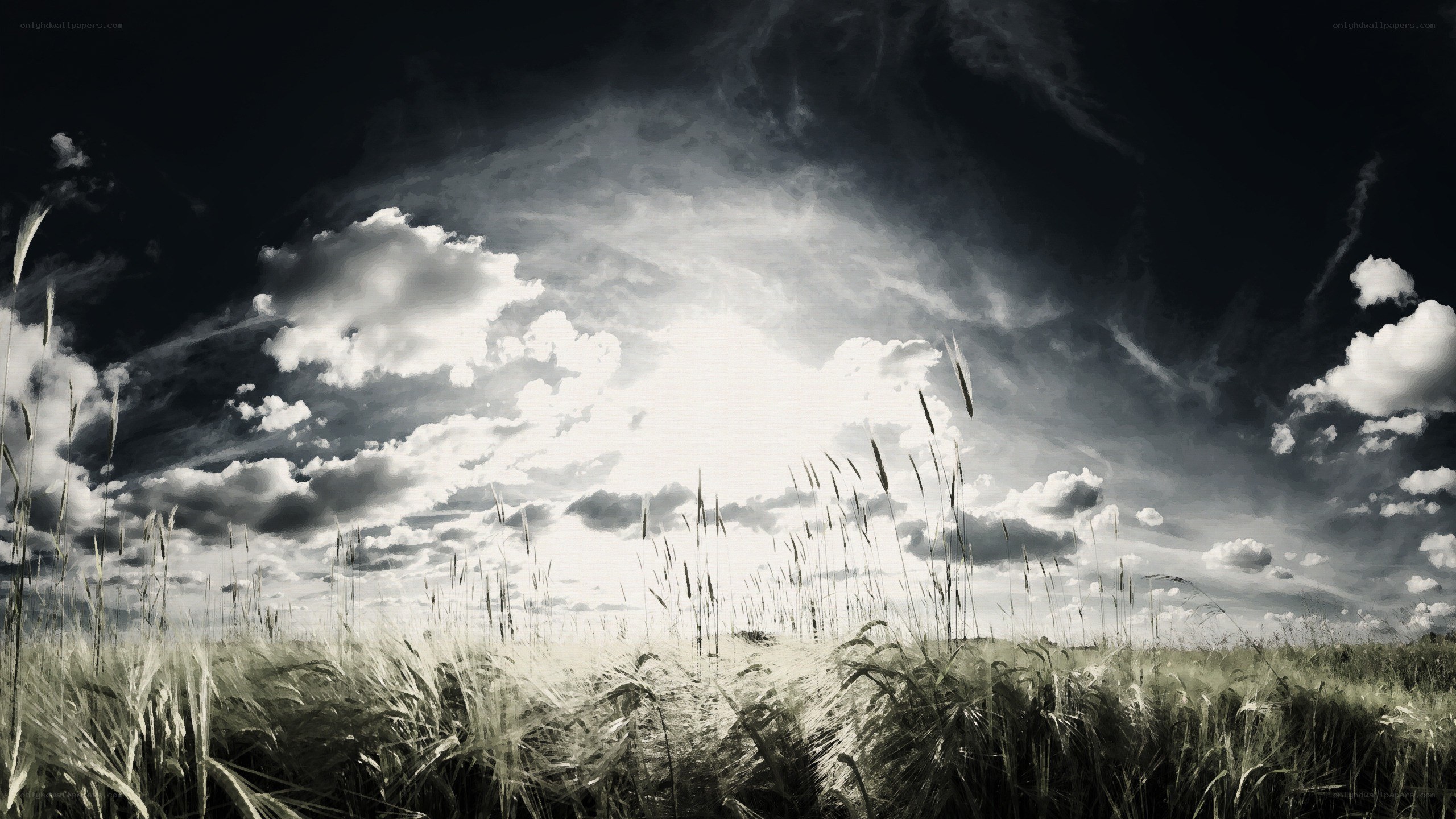 Wheat field under dramatic sky