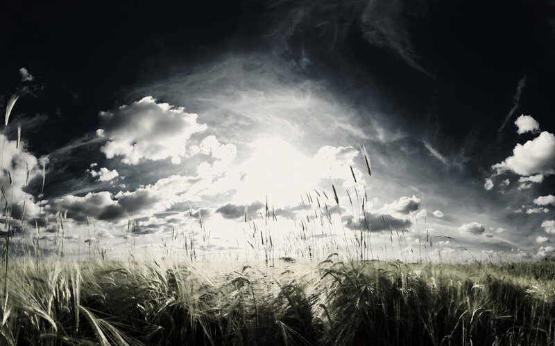 Wheat field under dramatic sky
