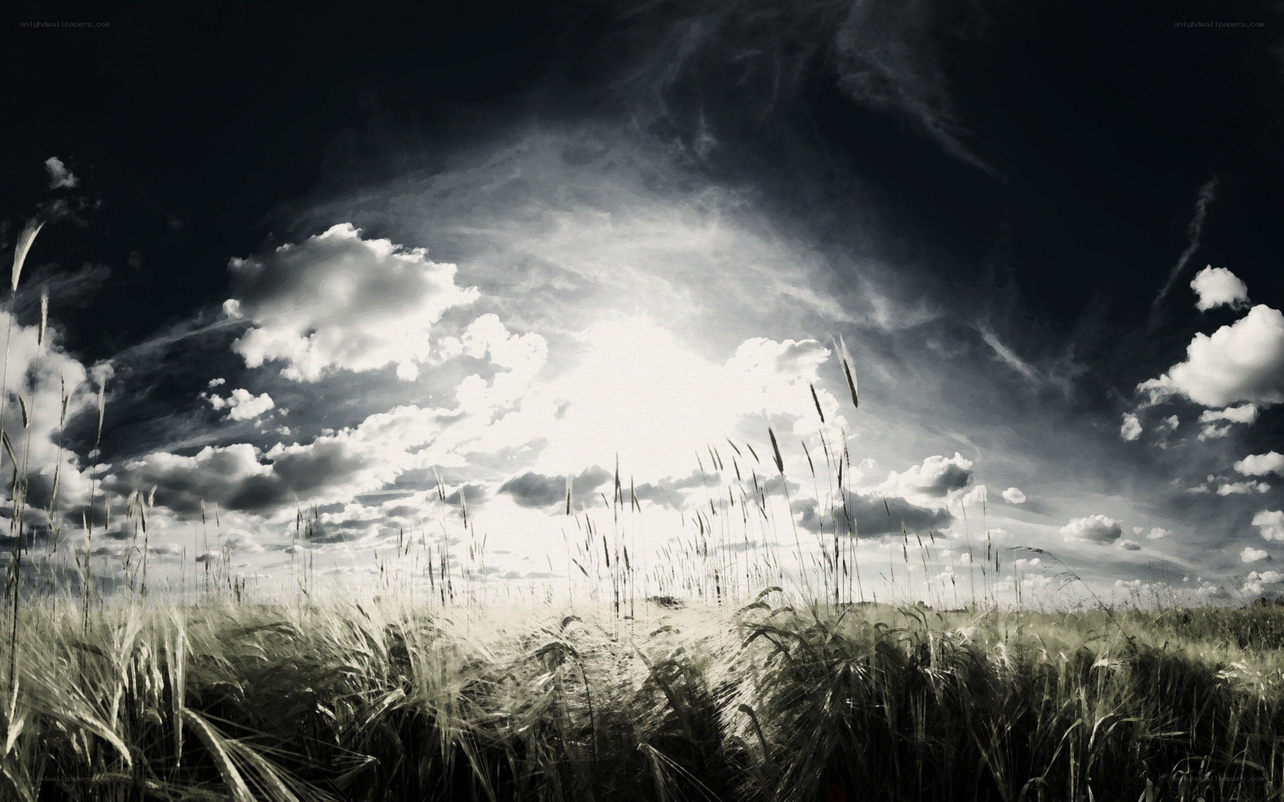 Wheat field under dramatic sky