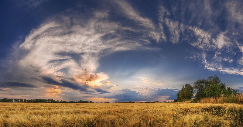 Wheat field under dramatic sky