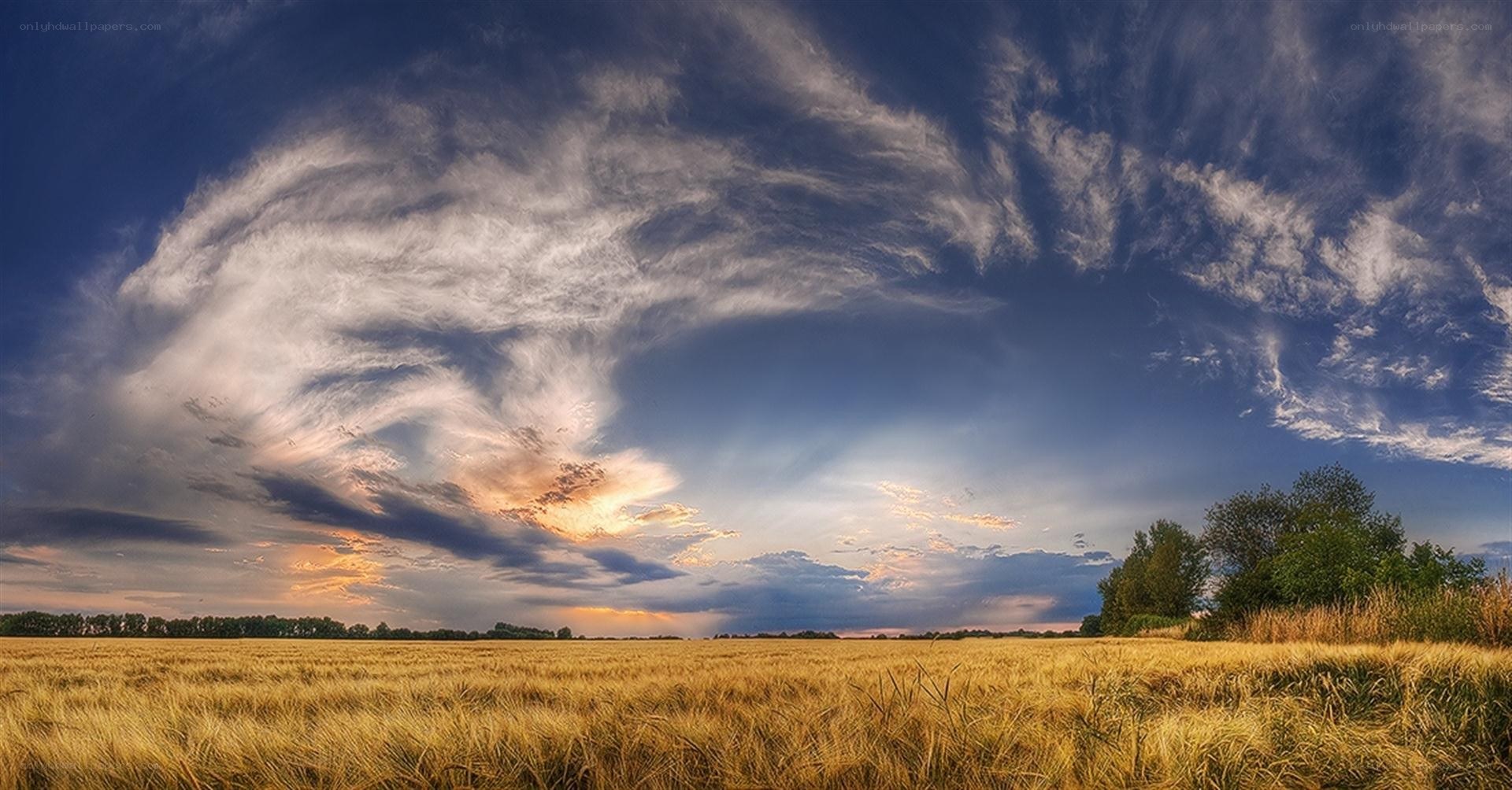 Wheat field under dramatic sky