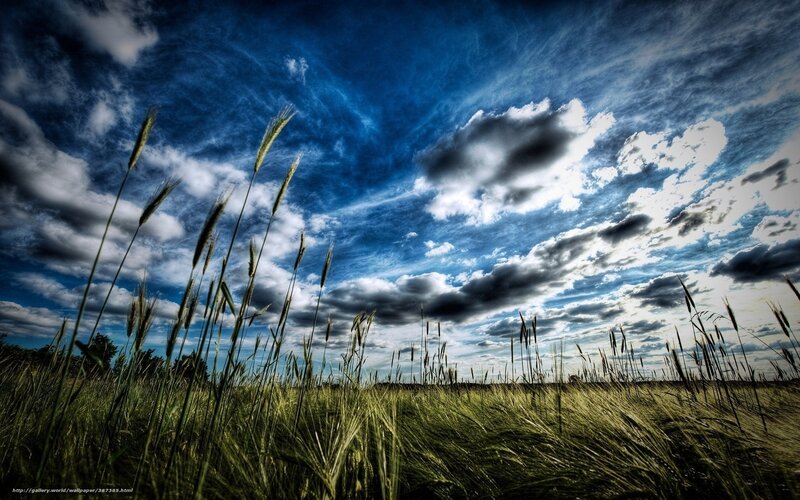 Wheat field under dramatic sky