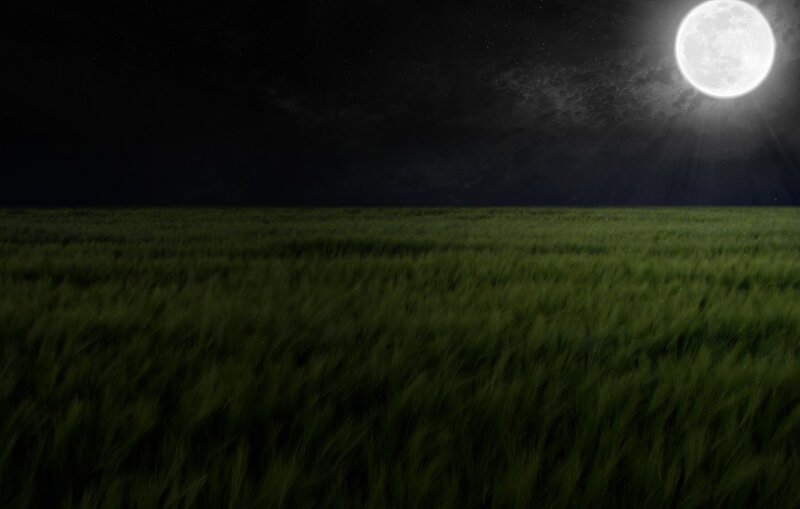 Wheat Field under Moon