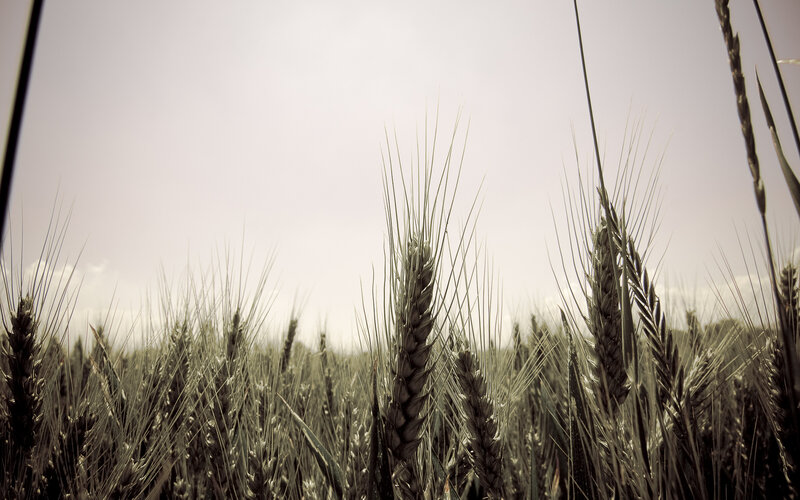 Wheat field under overcast sky