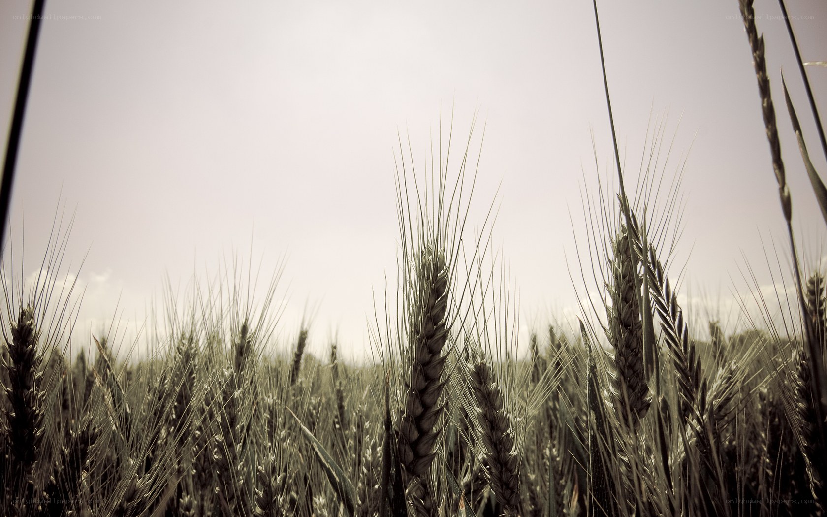 Wheat field under overcast sky