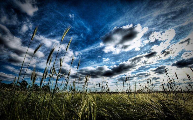 Wheat Field under Sky — Blue, Dramatic