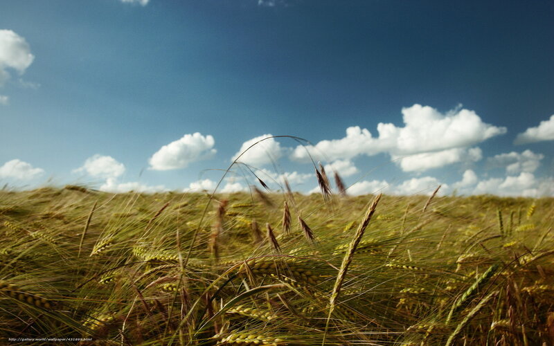 Wheat Field under Sky — Blue, Serene, Afternoon, Photograph, Clouds, Grass