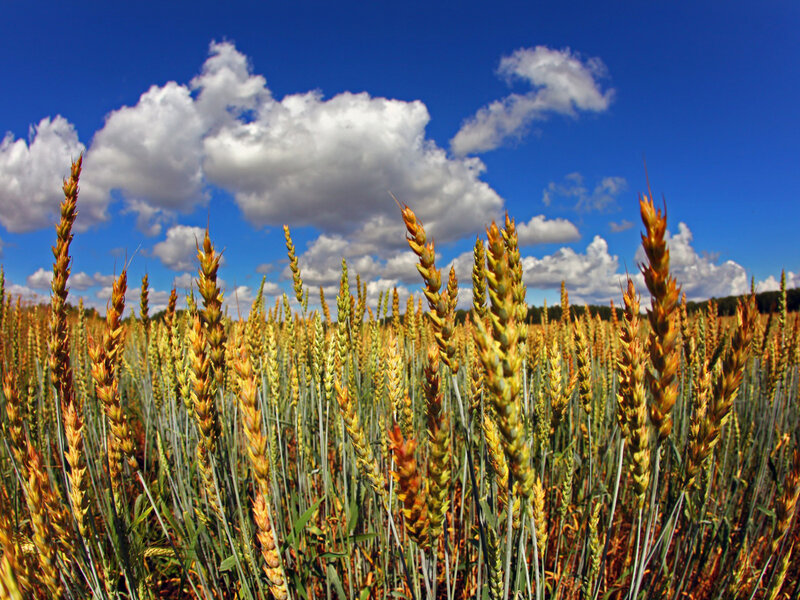 Wheat Field under Sky — Blue, Serene, Afternoon, Photograph, Clouds