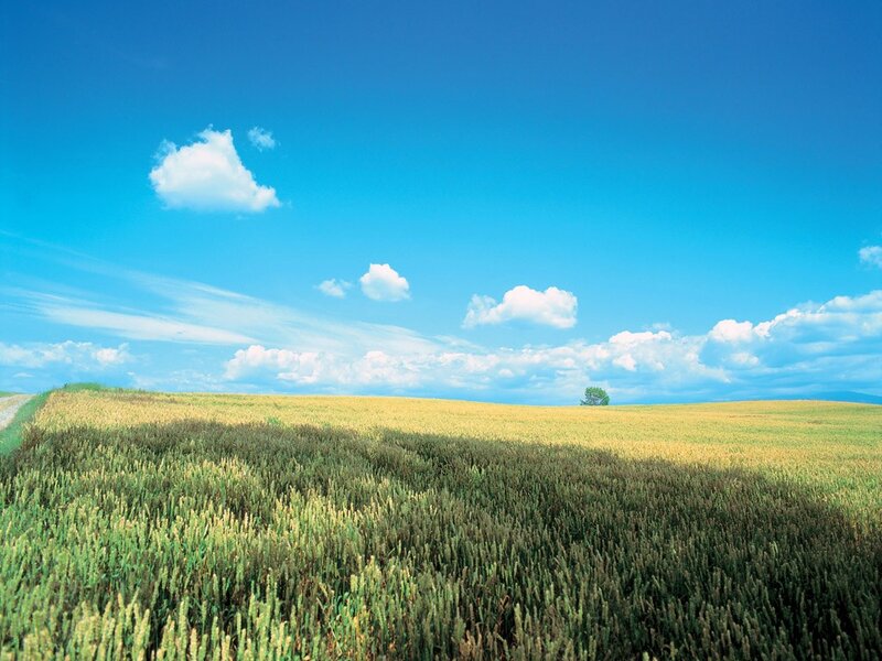 Wheat Field under Sky — Blue, Serene, Afternoon, Photograph, Clouds, Tree