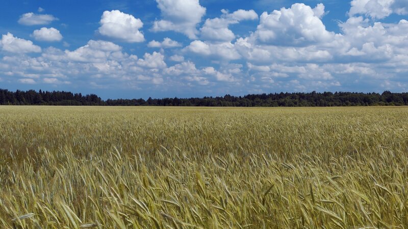 Wheat Field under Sky — Blue, Serene, Afternoon, Photograph, Clouds, Trees
