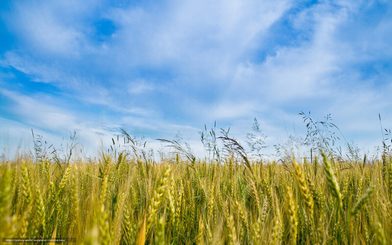 Wheat Field under Sky — Blue, Serene, Afternoon