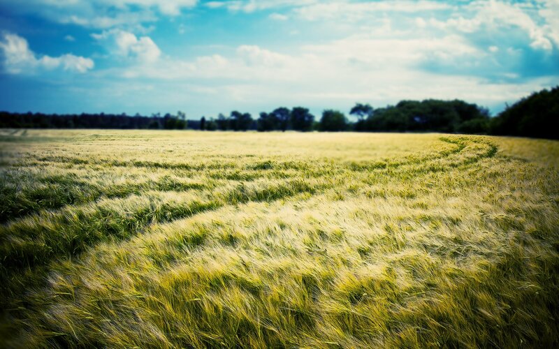 Wheat Field under Sky — Green, Serene, Afternoon