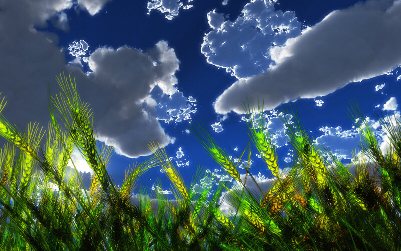 Wheat Field under Sky — Green