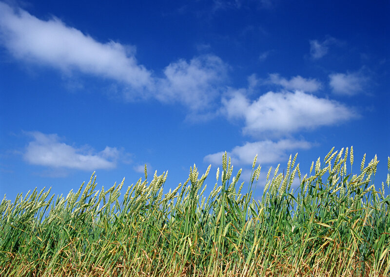 Wheat Field under Sky