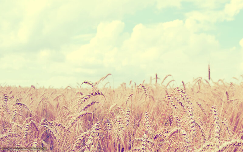 Wheat Field under Sky — Yellow