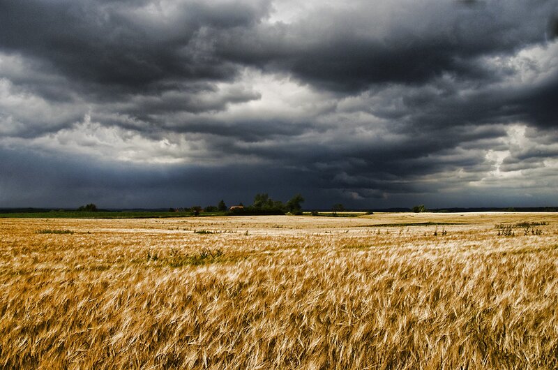 Wheat Field under Storm Clouds — Brown, Dramatic