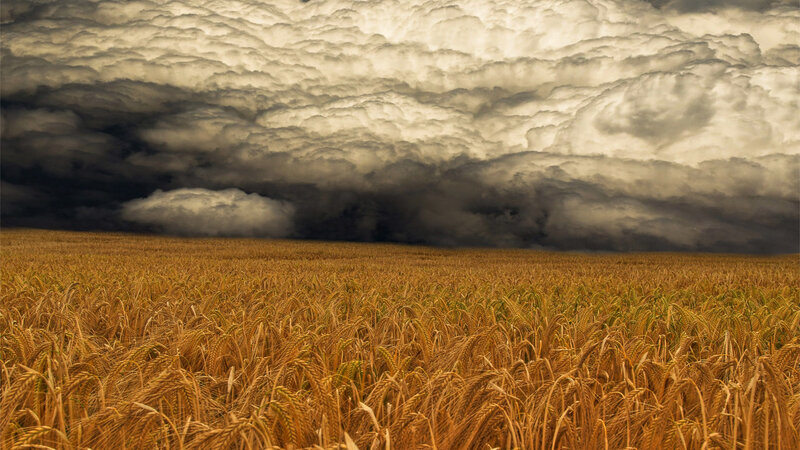 Wheat Field under Storm Clouds — Brown