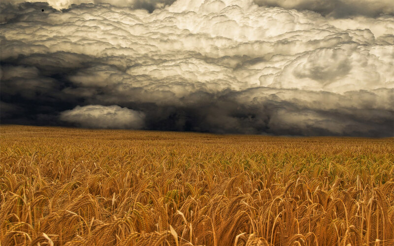 Wheat Field under Storm Clouds