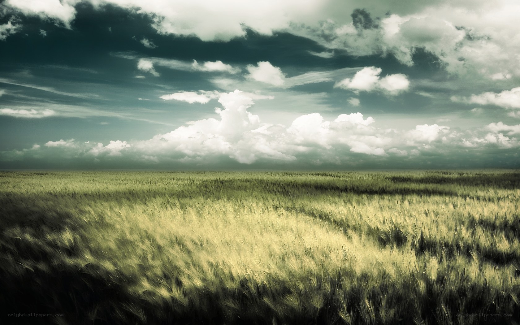 Wheat field under stormy sky