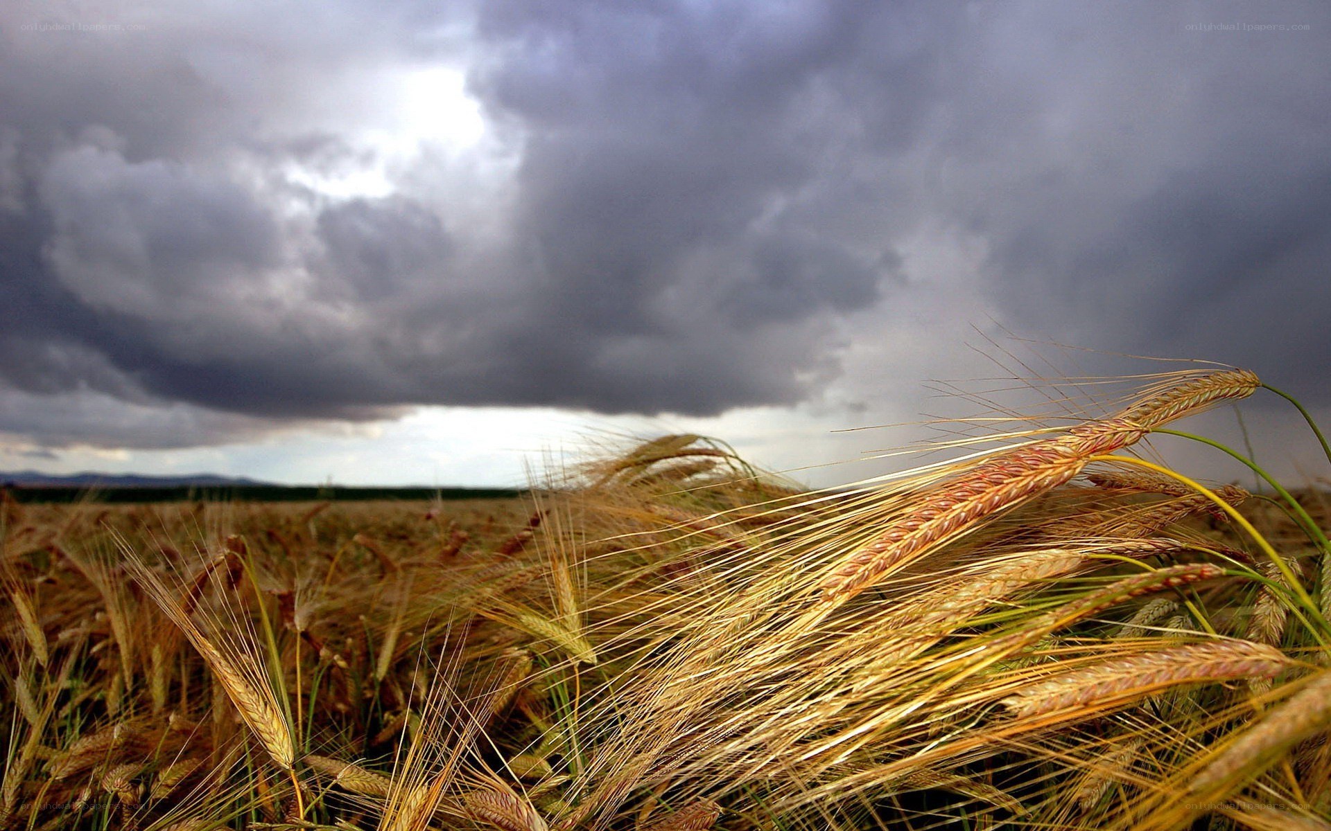 Wheat field under stormy sky