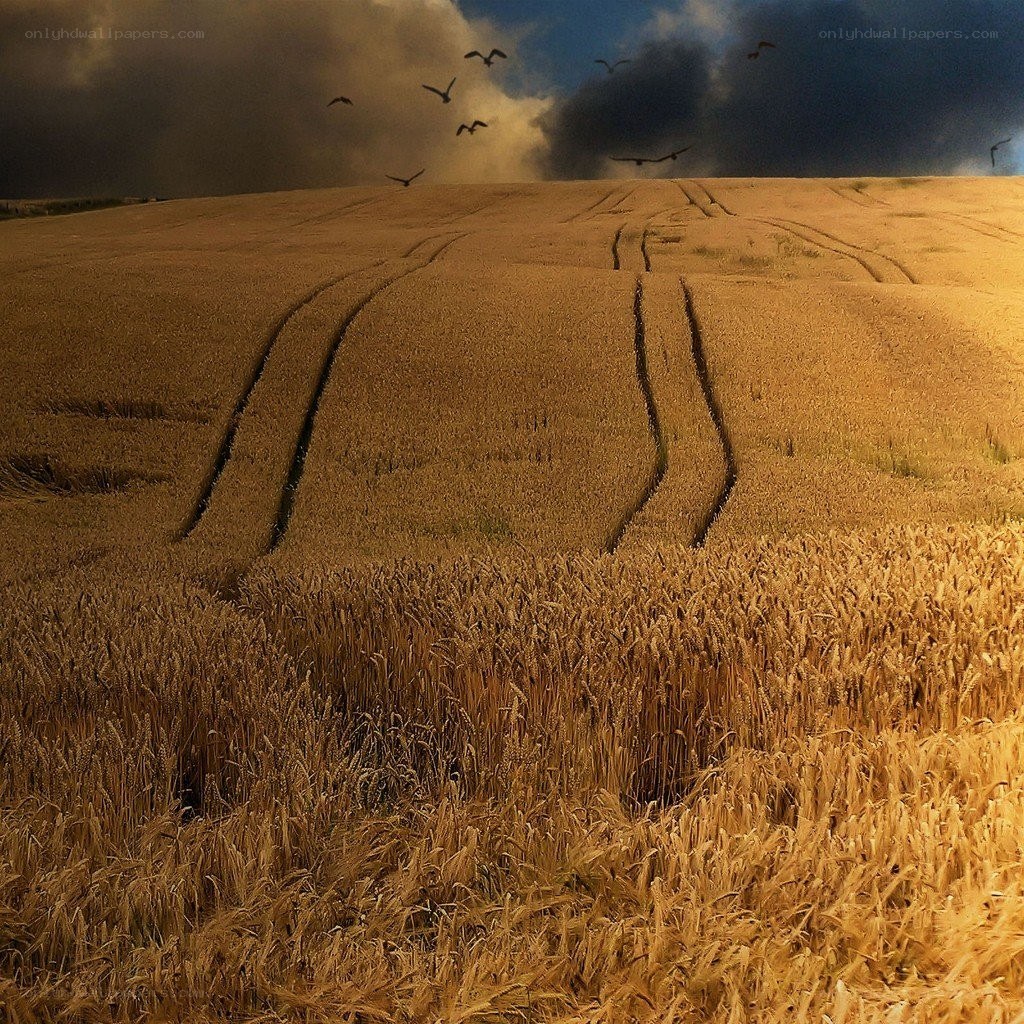 Wheat field under stormy sky