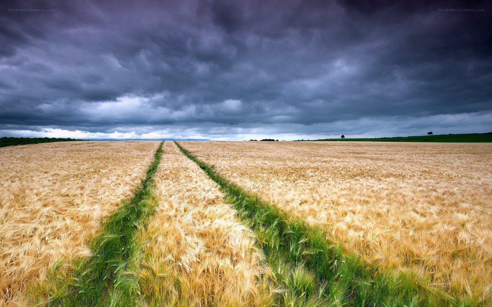Wheat field under stormy sky