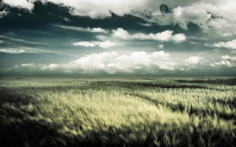Wheat field under stormy sky