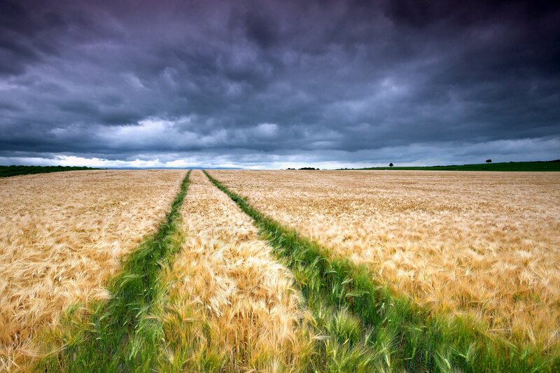 Wheat field under stormy sky
