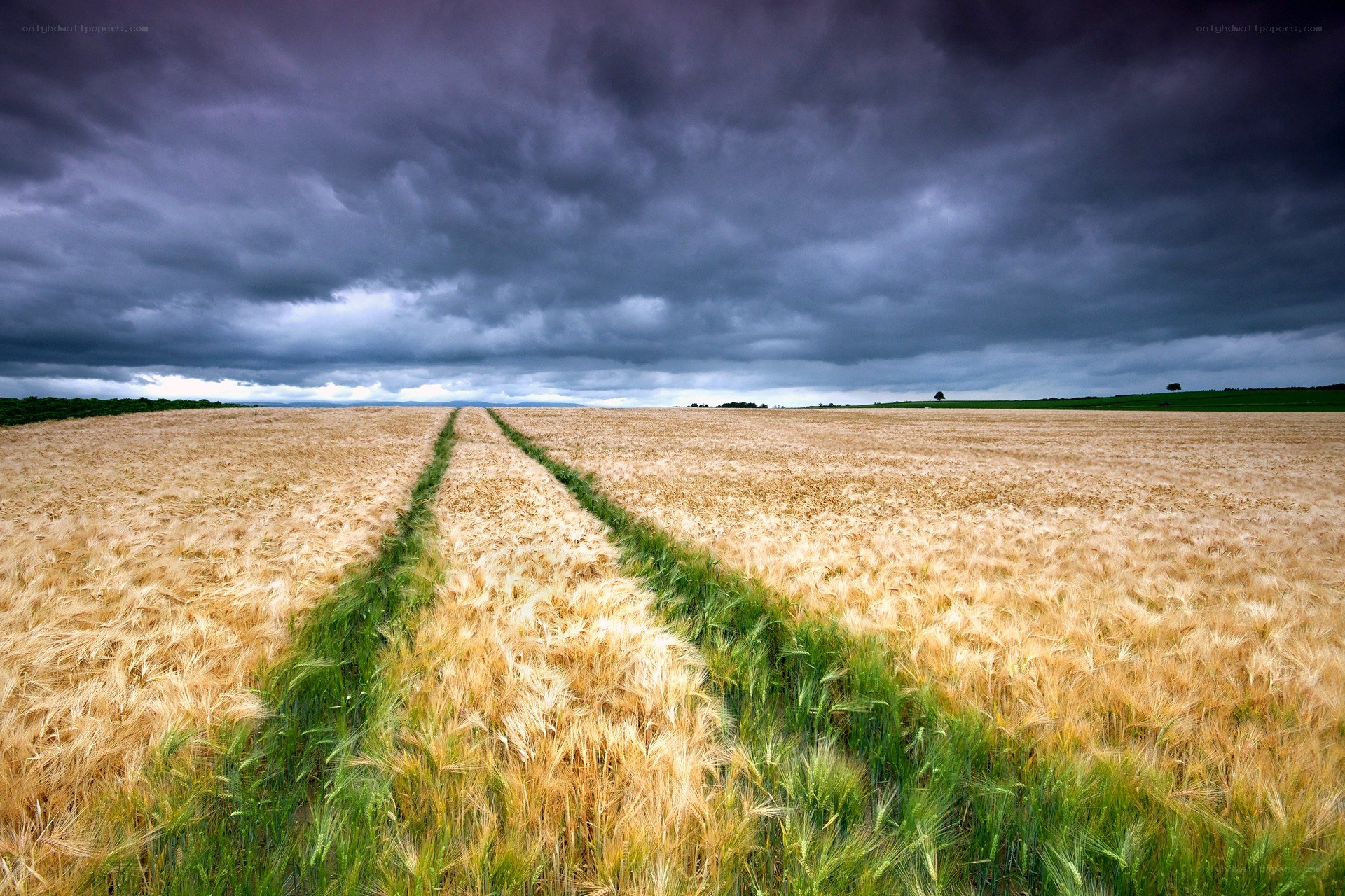 Wheat field under stormy sky