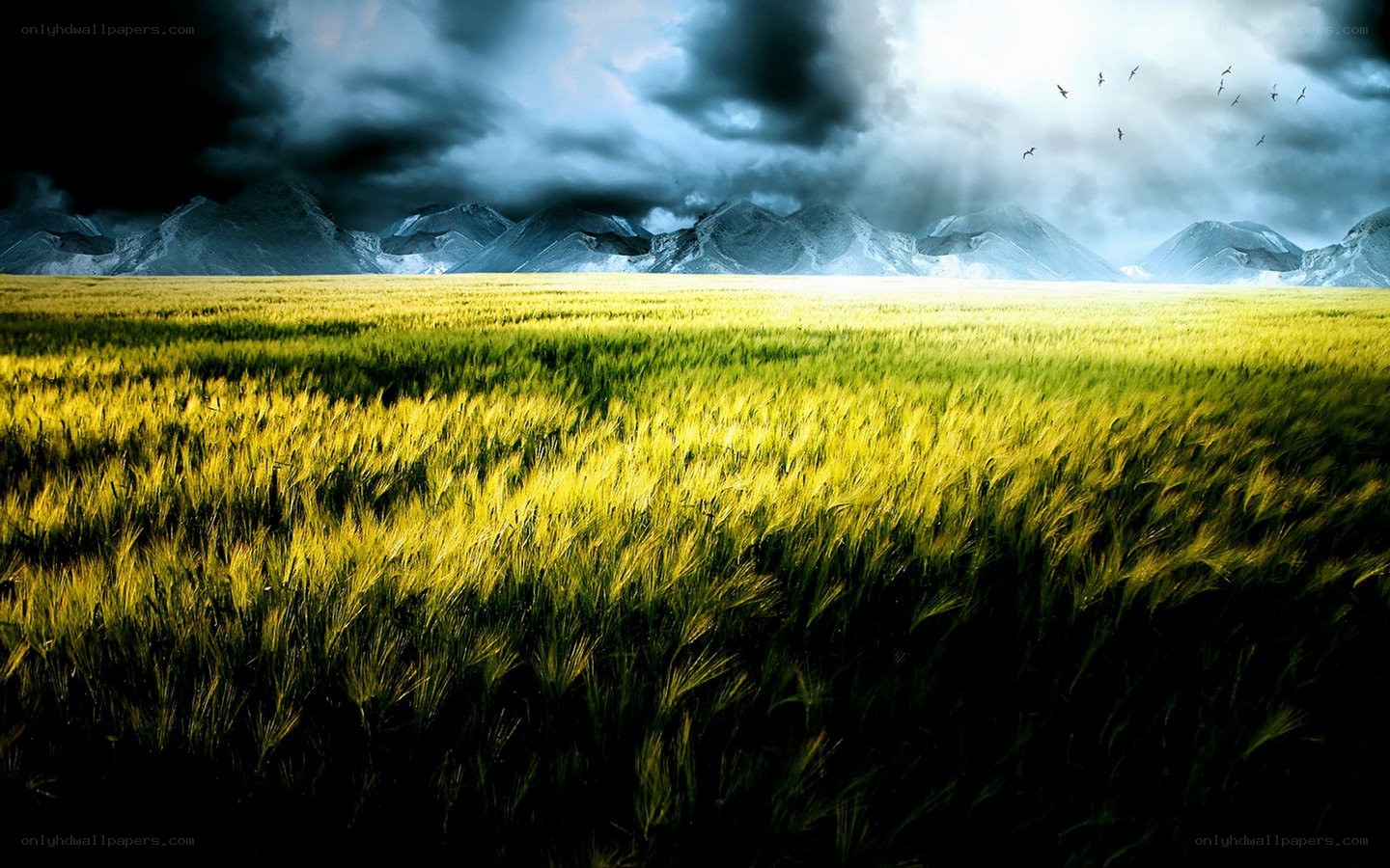 Wheat field under stormy sky