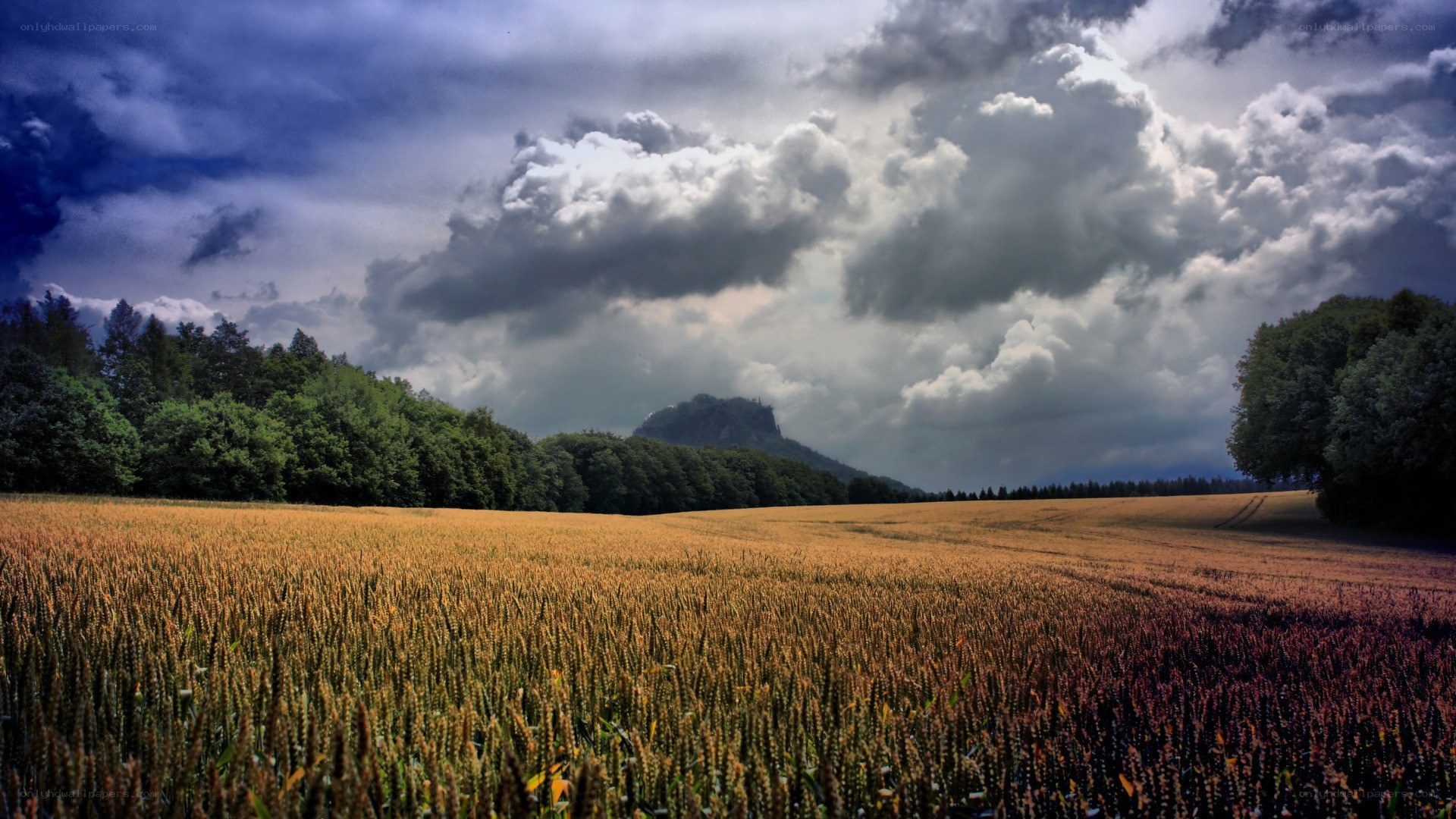 Wheat field under stormy sky