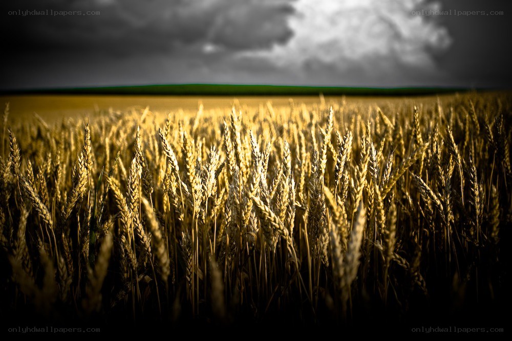 Wheat field under stormy sky